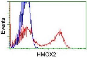 HEK293T cells transfected with either RC201777 overexpress plasmid (Red) or empty vector control plasmid (Blue) were immunostained by anti-HMOX2 antibody (ABIN2455218), and then analyzed by flow cytometry. (HMOX2 anticorps)