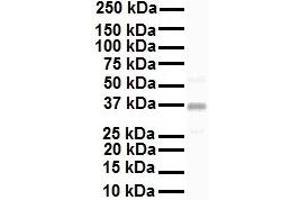 WB Suggested Anti-KCNAB2 antibody Titration: 1 ug/mL Sample Type: Human HepG2