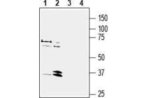 Western blot analysis of human  breast adenocarcinoma cell line lysate (lanes 1 and 3) and human  promyelocytic leukemia cell line lysate (lanes 2 and 4):1, 2. (Neuropeptide Y Receptor Y1 (NPY1R) Peptide)