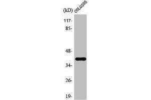Western Blot analysis of HepG2 cells using TAAR3 Polyclonal Antibody (Trace Amine Associated Receptor 3, Pseudogene (TAAR3P) (Internal Region) anticorps)