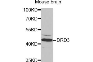 Western blot analysis of extracts of mouse brain, using DRD3 antibody (ABIN5970738) at 1/1000 dilution.