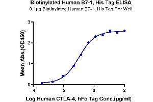 Immobilized Biotinylated Human B7-1, His Tag at 1 μg/mL (100 μL/Well) on the plate.