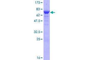 Image no. 1 for Collagen, Type XXV, alpha 1 (COL25A1) (AA 1-496) protein (GST tag) (ABIN1349958)