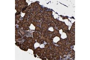 Immunohistochemical staining of human salivary gland with NDRG2 polyclonal antibody  shows strong cytoplasmic positivity in glandular cells at 1:2500-1:5000 dilution. (NDRG2 anticorps)