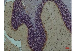 Immunohistochemistry (IHC) analysis of paraffin-embedded Mouse Brain Tissue using STAT3 Mouse Monoclonal Antibody diluted at 1:200. (STAT3 anticorps)