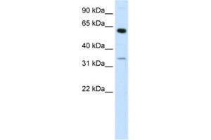 Western Blotting (WB) image for anti-Zinc Finger Protein 609 (ZNF609) antibody (ABIN2460279)