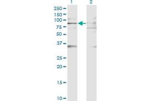 Western Blot analysis of BAZ2B expression in transfected 293T cell line by BAZ2B monoclonal antibody (M07), clone 2D10. (BAZ2B anticorps  (AA 1833-1931))