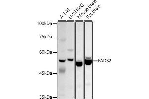 Western blot analysis of extracts of various cell lines, using F antibody (ABIN6127921, ABIN6140434, ABIN6140435 and ABIN6214458) at 1:1000 dilution. (FADS2 anticorps  (AA 1-131))