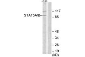 Western Blotting (WB) image for anti-STAT5 A/B (STAT5 A/B) (AA 251-300) antibody (ABIN2890032) (STAT5 A/B anticorps  (AA 251-300))