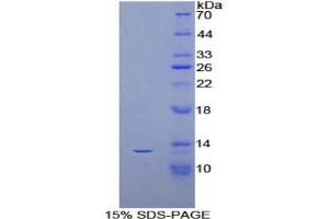SDS-PAGE analysis of Mouse AIF1 Protein. (Iba1 Protéine)