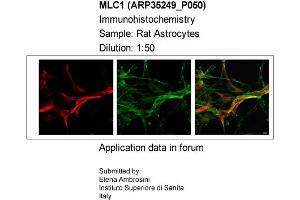 Sample Type: Rat AstrocytesDilution: 1:50 (MLC1 anticorps  (Middle Region))