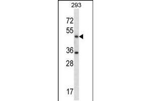 Western blot analysis in 293 cell line lysates (35ug/lane).