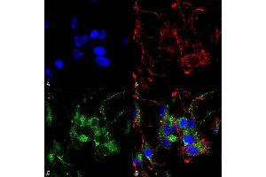 Immunocytochemistry/Immunofluorescence analysis using Mouse Anti-HCN2 Monoclonal Antibody, Clone S71 (ABIN2481388).