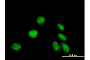 Immunofluorescence of purified MaxPab antibody to EDF1 on HeLa cell. (EDF1 anticorps  (AA 1-148))