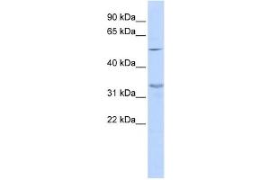 Western Blotting (WB) image for anti-Zinc Finger Protein 765 (ZNF765) antibody (ABIN2459414) (ZNF765 anticorps)