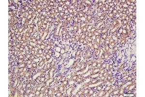 Formalin-fixed and paraffin embedded rat kidney labeled with Rabbit Anti-BCAT1 Polyclonal Antibody, Unconjugated  at 1:200 followed by conjugation to the secondary antibody and DAB staining (BCAT1 anticorps  (AA 321-386))