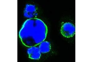 Figure 1: Confocal immunofluorescence analysis of HEK293 cells trasfected with full-length ISL1-hIgGFc using ISL1 mouse mAb (green) . (ISL1 anticorps)