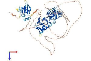 AlphaFold protein structure predicition of Human Recombinant ZSWIM2 Protein, UniprotID Q8NEG5