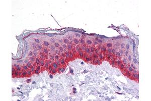 Immunohistochemistry (IHC) image for anti-Bone Morphogenetic Protein 7 (BMP7) (N-Term) antibody (ABIN2779568)