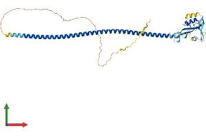 AlphaFold protein structure predicition of Human Recombinant CD72 Protein, UniprotID P21854