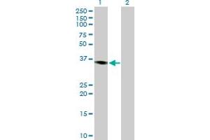 Western Blot analysis of PRKY expression in transfected 293T cell line by PRKY MaxPab polyclonal antibody. (PRKY anticorps  (AA 1-277))