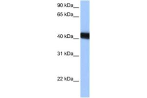 Western Blotting (WB) image for anti-LOC653428 (LOC653428) antibody (ABIN2463401) (LOC653428 anticorps)