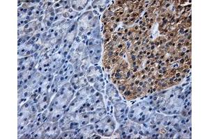 Immunohistochemical staining of paraffin-embedded Kidney tissue using anti-TTLL12mouse monoclonal antibody. (TTLL12 anticorps)