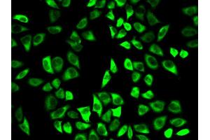 Immunofluorescence analysis of HeLa cells using PRDX6 antibody. (Peroxiredoxin 6 anticorps  (AA 1-224))