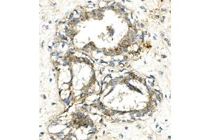 IHC analysis of VPS4A using anti-VPS4A antibody (ABIN7599531). (VPS4A anticorps  (AA 1-71))