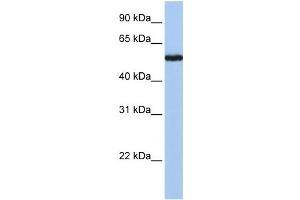 Western Blotting (WB) image for anti-FLJ90709 antibody (ABIN2459649) (FLJ90709 anticorps)