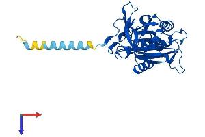AlphaFold protein structure predicition of Human Recombinant CYB5R1 Protein, UniprotID Q9UHQ9