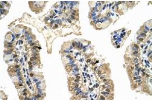 Immunohistochemical staining (Formalin-fixed paraffin-embedded sections) of human intestine with MCM8 polyclonal antibody  at 4-8 ug/mL working concentration. (MCM8 anticorps  (C-Term))