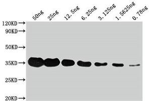 Western Blot Positive WB detected in: Flag Tag fusion protein at 50 ng, 25 ng, 12. (DYKDDDDK Tag anticorps)