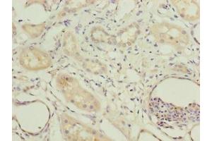 Immunohistochemistry of paraffin-embedded human kidney tissue using ABIN7148556 at dilution of 1:100 (COBLL1 anticorps  (AA 1-106))