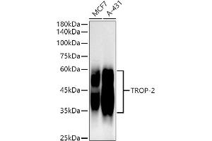 Western blot analysis of extracts of various cell lines, using TROP-2 antibody (ABIN7271103) at 1:1000 dilution.