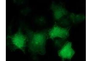 Anti-TP53 mouse monoclonal antibody (ABIN2454669) immunofluorescent staining of COS7 cells transiently transfected by pCMV6-ENTRY TP53 (RC200003). (p53 anticorps)