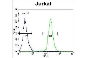 POTEB Antibody (C-term) (ABIN653990 and ABIN2843930) flow cytometric analysis of Jurkat cells (right histogram) compared to a negative control cell (left histogram). (POTEB anticorps  (C-Term))