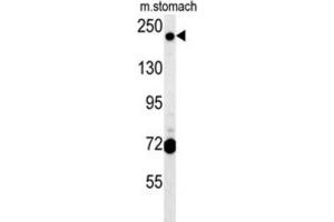 Western Blotting (WB) image for anti-GRIP and Coiled-Coil Domain Containing 2 (GCC2) antibody (ABIN2995563) (GCC2 anticorps)