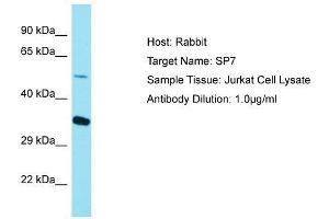 Host:  Rabbit  Target Name:  SP7  Sample Type:  Jurkat Whole Cell lysates  Antibody Dilution:  1. (SP7 anticorps  (C-Term))