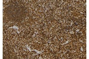 ABIN6276522 at 1/100 staining Mouse spleen tissue by IHC-P.