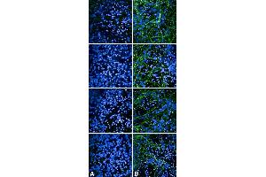 Immunocytochemistry/Immunofluorescence analysis using Rabbit Anti-Tau Monoclonal Antibody, Clone AH36 (ABIN6932894).