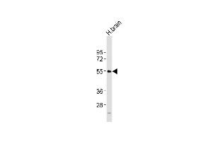 Anti-NPY5R Antibody (Center) at 1:2000 dilution + H. (NPY5R anticorps  (AA 305-341))