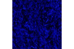 Rat DRG (postnatal day 7) DAPI stained.