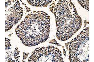 C16orf62 Antibody at 1/100 staining mouse testis tissue by IHC-P. (C16orf62 anticorps)