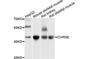 Western blot analysis of extracts of various cells, using CHRNE antibody. (CHRNE anticorps)