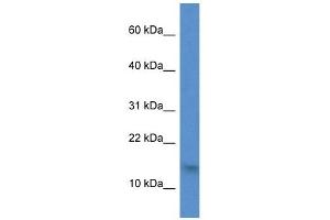Western Blot showing H2AFZ antibody used at a concentration of 1 ug/ml against 721_B Cell Lysate (H2AFZ anticorps  (N-Term))