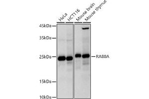 Western blot analysis of extracts of various cell lines, using RA antibody (ABIN7269814) at 1:1000 dilution. (RAB8A anticorps)