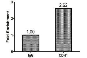 Chromatin Immunoprecipitation Hela (1. (CHD1 anticorps  (AA 1501-1710))