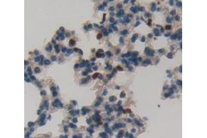 IHC-P analysis of Mouse Tissue, with DAB staining. (GZMK anticorps  (AA 44-227))