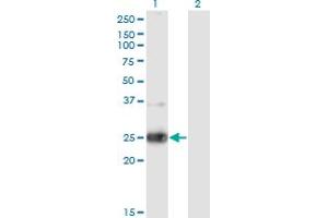 Western Blot analysis of NXPH3 expression in transfected 293T cell line by NXPH3 monoclonal antibody (M05), clone 4C8. (NXPH3 anticorps  (AA 1-252))